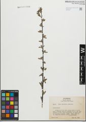 Foto von Salix geyeriana Andersson